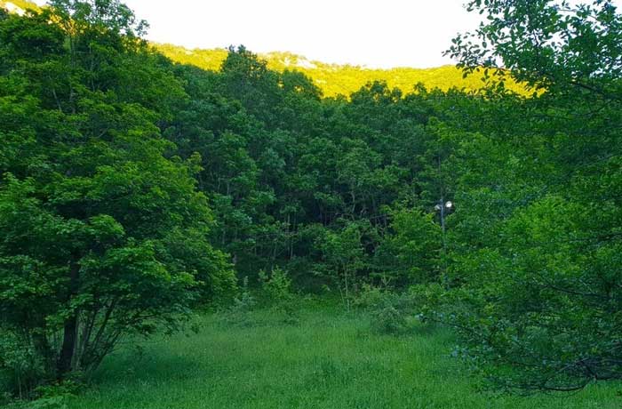 جنگل ارسباران