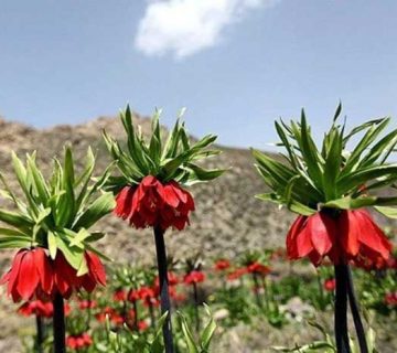 دشت لاله های وحشی کوهرنگ