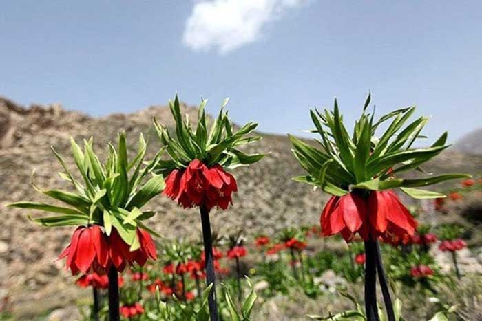 دشت لاله های وحشی کوهرنگ