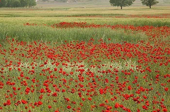 دشت لاله های وحشی کوهرنگ