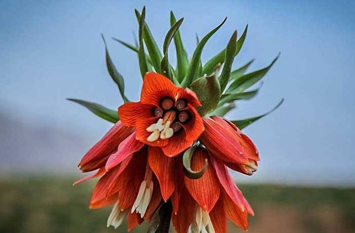 دشت لاله های وحشی کوهرنگ