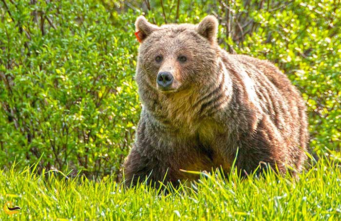 جنگل ارسباران