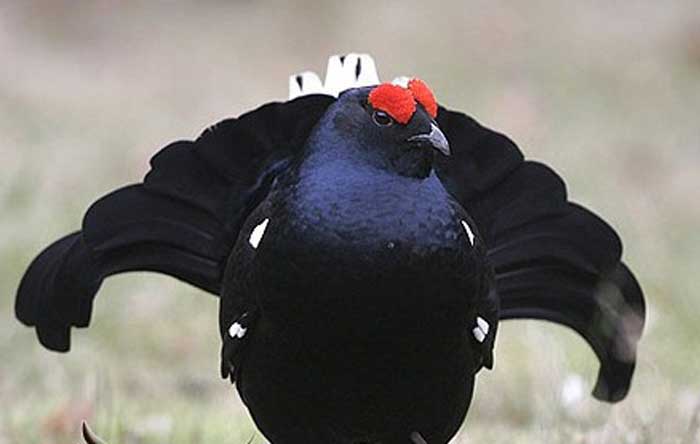 جنگل ارسباران