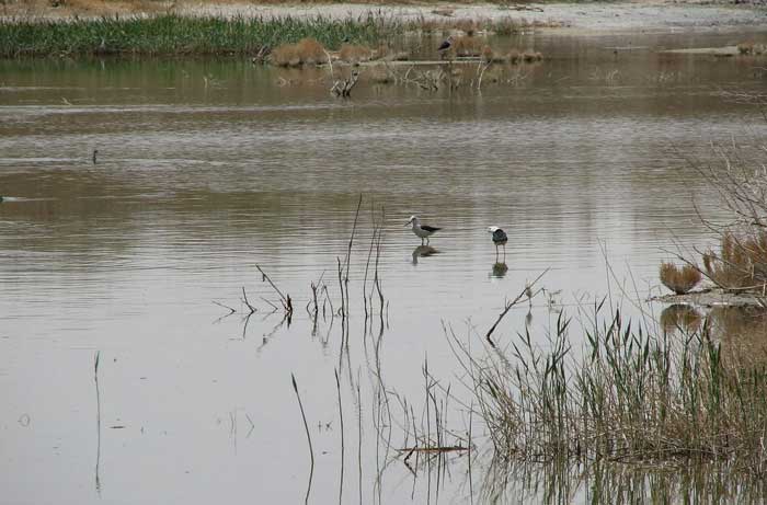 (که باتلاق گاوخونی نیز خوانده می‌شد) نام تالابی است در فلات مرکزی ایران که بخش بزرگی از آن در استان اصفهان و مابقی در استان یزد قرار دارد که زاینده‌رود به آنجا می‌ریزد. تالاب گاوخونی یکی از تالاب‌های مشهور در جلگهٔ مرتفع مرکزی ایران به‌شمار می‌آید. این تالاب حیاتی منطقه‌ای به وسعت ۴۷۶ کیلومتر مربع را پوشانده و در ۱۳۷ کیلومتری جنوب شرق اصفهان در ۳۰ کیلومتری شهرستان ورزنه و در مجاورت تپه‌های شنی واقع شده‌است. ارتفاع آن از سطح دریا ۱٬۴۷۰ متر و بیشینهٔ عمق آن ۱۵۰ سانتیمتر می‌باشد. باتلاق مذکور منابع زیستی غنی ای دارد البته به انضمام فعالیت‌های دیگری که نسبت به محیط دارد. این باتلاق همچنین پناهگاهی برای پرنده‌های مهاجر است که با همهٔ این ویژگی‌ها یکی از جاذبه‌های گردشگری است. نزدیک‌ترین آبادی به گاوخونی همان شهر توریستی ورزنه است که در حدود ۲۳ کیلومتر تا دهانه مرداب فاصله دارد. در بقیه مناطق، روستاهای دستجرد، مالواجرد، حسن‌آباد و خارا از دهستان جرقویه علیا در جنوب تپه شنی حاشیه مرداب واقع اند که این روستاها به جز از طریق روستای خارا دسترسی به مرداب گاوخونی ندارند.[۱] نام‌شناسی در فرهنگ آنندراج گاو را به معنی بزرگ و خان را به معنی چاه آورده‌است و آن را چاه بزرگ می‌داند. دهخدا گمان می‌برد که گاوخانه باشد زیرا در گذشته روستاییان گاوهای خود را برای چرا به اینجا می‌آوردند.[۲] واژه گاوخونی مرکب است از گاو (Gabae یا Gavae) که استرابو در جغرافیای معروف خویش اصفهان را بدان نامیده و این واژه بعداً به گبی، گی و جی تبدیل گردیده‌است. و خانی (خانیک Xanik پهلوی) که به معنی چشمه، حوض و آبگیر است و در آثار قدمای زبان فراوان به کار رفته‌است. بر بنیاد این احتمال گاوخانی به معنای آبگیر جی (اصفهان) است. مشخصات جغرافیایی مرداب مرداب گاوخونی در شمال شرقی دهستان جرقویه (سفلی و علیا) و جنوب غربی شهرستان نائین و غرب منطقه ندوشن از استان یزد و شمال غربی کویر ابرقو و شرق دهستان رودشتین واقع شده‌است و در وسیع‌ترین قسمت عرض آن حدود ۴۵ و طولش ۲۵ کیلومتر است.[۴] آب مرداب در زمستان بیشتر است، اما در تابستان چون زاینده رود به مصرف آبیاری اراضی مسیر می‌رسد و نسبت آبهای ورودی نیز کمتر است از وسعت مرداب کاسته می‌شود. اطراف مرداب خشک و به‌طور کلی در شعاع ده کیلومتر خالی از سکنه است.[۵] در میانه مرداب چاله فرورفته وجود دارد که علی القاعده تاکنون (زمان نویسنده در ۱۳۶۱) خشک نشده‌است و دریاچه اصلی آن را تشکیل می‌دهد.[۶] اقلیم در یک تقسیم‌بندی، تالاب گاوخونی با ناهمواری‌های پیرامونی در حاکمیت اقلیم «منطقهٔ گرم و خشک و بادی» عنوان شده‌است.[۷] زمین باستان‌شناسی کویر گاوخونی به عنوان یکی از دریاچه‌های بارانی و چاله‌های تراکمی پلیو-کواترنر از جایگاه ویژه‌ای در میان قلمروهای دوران چهارم ایران برخوردار بوده و در حال حاضر به عنوان یک حوضهٔ انتهایی و مصب اصلی زاینده رود قلمداد می‌شود. تنوع انواع فرم‌های کاوشی و تراکمی واقع در پیرامون گاوخونی و قلمرو رودخانه زاینده رود، نشان از تعویض تناوبی سیستم‌های شکل‌زایی درطی فازهای سرد و گرم کواترنر دارد.[۸] نخستین اثر علمی که محدودهٔ دریاچهٔ گاوخونی را در دوران چهارم بر اساس شواهد زمین‌ریخت‌شناسی بازسازی کرده‌است، مربوط به ۱۷۱ شمسی است. در این اثر به استناد شواهد ژئومورفیک ساحلی محدودهٔ گاوخونی در دوران چهارم را تراز ۱۵۵۰ متری شناسایی کرده و عمق دریاچه را نزدیک به ۷۰ متر تخمین زده‌است. بر اساس موارد مندرج در تحقیق نامبرده می‌توان نتیجه گرفت که در حاکمیت دوره‌های یخبندان (آناگلیشیال) در ایران که به‌واسطهٔ تغذیهٔ مناسب و برودت بیشتر محیطی زبانه‌های یخچالی شیرکوه تا دروازه‌های شهر مهریز پیشروی می‌کرده‌است، سطح آب دریاچهٔ گاوخونی به بالاترین حد خود می‌رسیده‌است. به استناد تاریخ‌نگاری با روش کربن ۱۴ در غرب ایران که وان زیست (Vanzist) و بروکس انجام دادند، و بر اساس تحقیقات جدید زمین باستان‌شناسی، رقوم ۳۳ هزار سال را برای این دوره پیشنهاد کرده‌است.[۹] از اینرو، کویر گاوخونی به عنوان یکی از دریاچه‌های بارانی کواترنر مقارن با دوره‌های یخچالی از شرایط بارانی و بیلان آبی مثبتی برخوردار بوده، به عبارت دیگر تحت این شرایط اقلیمی، با کاهش تبخیر و برودت محیطی و نیز افزایش بارش، سطح آب در دریاچه گاوخونی بالا رفته و یک فاز پیشروی را تجربه نموده‌است. با حاکمیت دوره‌های میان‌یخچالی ضمن افزایش دما و تبخیر و کاهش بارندگی، دریاچه‌های بارانی و از آن جمله گاوخونی در شرایط پسروی و کوچک‌شدن قرار می‌گرفته‌است. رودخانه زاینده‌رود نیز به عنوان مهمترین جریان متمرکز آبی منتهی به گاوخونی از رفتار آبی این دریاچه متأثر گردیده و دلتاهای آن در موقعیت‌های مختلف مکانی به دنبال تغییر موقعیت دریاچه گاوخونی شکل گرفته‌است. از اینرو، وسعت این پلایا درکنترل سیکل‌های اقلیمی کواترنر و بیلان آبی رودخانه‌های ورودی به آن بوده‌است. بزرگ‌ترین قلمرو (با دو دلتا، یکی در محور نجف‌آباد-اصفهان به عنوان بزرگترین دلتای دیرینه و دیگری در شمال اصفهان و اطراف کویر سگزی) با مساحت ۱۵۵۷۸ کیلومتر مربع متعلق به قدیمی‌ترین فاز می‌باشد و کمترین مساحت به سطح فعلی گاوخونی که معادل ۴۸۷ کیلومتر مربع است، تعلق دارد. هر چه که از قدیمی‌ترین یا اولین فاز به سمت فاز فعلی پیش می‌رویم قلمروهای پیشین کوچک‌تر و محدودتر می‌گردد. پوشش گیاهی گونه‌های گیاهی این محدوده متأثر از برخی عوامل خاکی (بافت و سطح ایستابی) بسیار متغیر است. گونه‌های شورپسند تالابی در حاشیهٔ تالاب، گونه‌های شن‌دوست بر روی ناهمواری‌های ماسه‌ای، گونه‌های گچ‌دوست بر روی تپه ماهورهای جنوب تالاب و گونه‌های صخره‌دوست در مناطق مختلف آن دیده می‌شوند. گرما، تابش و خشکی شدید با تأثیر وزش بادها، شرایط دشواری را برای رستنی‌های این محدوده پدیدآورده است. این شرایط باعث گسترش گونه‌های مقاوم، خانواده اسفنجیان (Chenopodiaceae) شده‌است. مهمترین گونه‌های گیاهی منطقه به ترتیب وسعت اجتماعات آنان عبارتند از: Artemisia sieberi, Ephedra sp. , Zygophyllum atripilicoides, Salsola spp. , Anabasis aphylla.[۷] بحران در تالاب با تخصیص بی‌رویه آب به صنایع و باغها، آب ورودی این تالاب مدتهاست به صفر رسیده و عملاً این تالاب نابود شده‌است. این در حالی است که کشور ایران عضو کنوانسیون بین‌المللی رامسر است و طبق آن حق ندارد قوانینی تصویب کند که بر اثر آن قوانین، تالابها خشک شوند. تالاب بین‌المللی گاوخونی با وسعت ۴۷۰۰۰ هکتار که در نزدیکی کانون بحران گرد و غبار شرق اصفهان به وسعت ۲۲۵۰ هزار هکتار قرار دارد درصورت عدم احیاء می‌تواند خود به کانون بحران دیگری تبدیل شود.[۱۰] زنده‌شدن گاوخونی پس از ۱۰ سال در اوایل تیر ماه سال ۱۳۹۴ آب رودخانه زاینده‌رود ضمن عبور از بند شاخ کنار به تالاب بین‌المللی گاوخونی رسید و پس از ۱۰سال باعث خوشحالی مردم، کشاورزان و دوستداران محیط زیست شد. با انتقال آب به تالاب گاوخونی در هفته‌های اخیر کشاورزان مردم شرق اصفهان اقدام به لایروبی بخشی از مسیر رودخانه برای جلوگیری از برداشت‌های غیرمجاز آب در مسیر رودخانه کردند.[